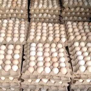 Black Austrolop Fertilised Eggs in crates