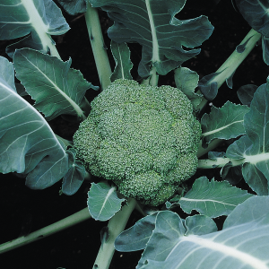 Brocolli Montop