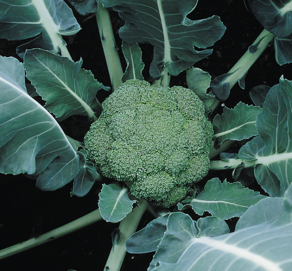Brocolli Montop